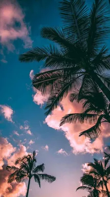 Обои. Лето. Пальмы. Красота | Background hd wallpaper, Palm trees  wallpaper, Landscape wallpaper