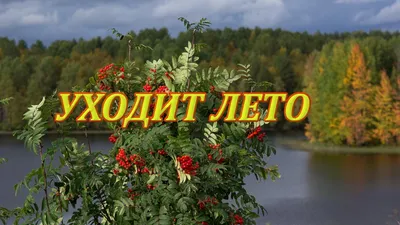 Не верится даже, что лето уходит*** ~ Открытка (плейкаст)