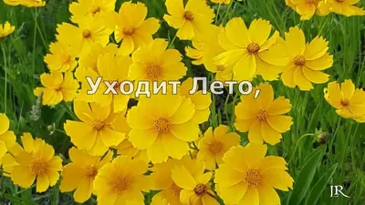 Доброе всем Утро! Приветики! Я тут ... Лето уходит и стынет река ...  Галинка Багрецова | Лира Vision - Галинка Багрецова | Дзен