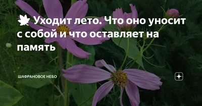 Лето уходит» — создано в Шедевруме