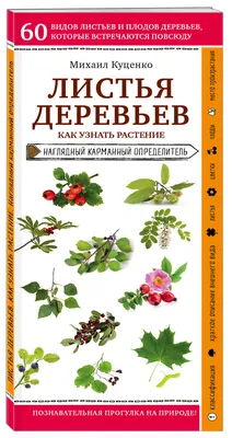 Купить листья деревьев, SmileDecor (трафареты, А021), цены на Мегамаркет |  Артикул: 600003973821