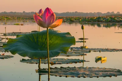 Лотос каспийский (Nelumbo caspica) – Астраханский биосферный заповедник