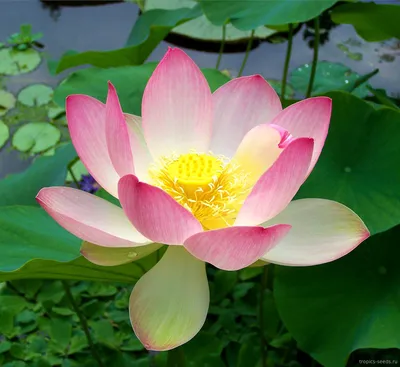 Nelumbo nucifera, Лотос Орехоносный - купить семена на Tropics Seeds.