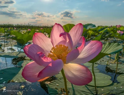 Лотос каспийский (Nelumbo caspica) – Астраханский биосферный заповедник