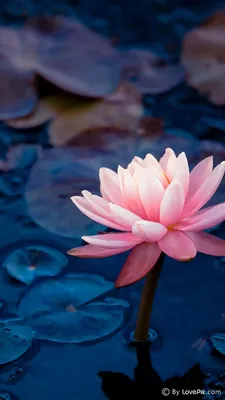 Pin by Tania Rose on Обои для смартфона | Lotus flower wallpaper, Lotus  flower art, Flower iphone wallpaper