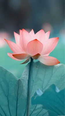 Lotus HD | Flowers photography, Beautiful flowers, Flower wallpaper