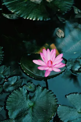 Pin by Nadiya Solodko on Картинки | Lotus flower wallpaper, Nature iphone  wallpaper, Lotus wallpaper