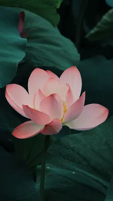 Cute Lotus Flowers Phone Wallpapers - Wallpaper Cave