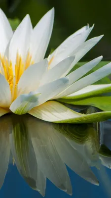 Wallpaper Lotus, 5k, 4k wallpaper, flowers, lake, river, Nature #5658