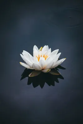 Download \"Lotus\" wallpapers for mobile phone, free \"Lotus\" HD pictures