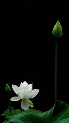 Cute Lotus Flowers Phone Wallpapers - Wallpaper Cave