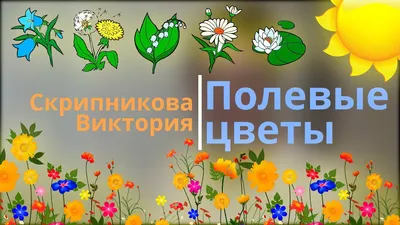 Полевые цветы для детей. Загадки. Разновидности и особенности цветов.  Видеозанятие для детей. - YouTube