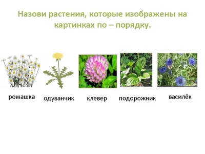 385-AS Луговые цветы Раскраска картина по номерам на холсте Белоснежка  купить недорого в интернет магазине в Ростове-на-Дону , цена, отзывы, фото