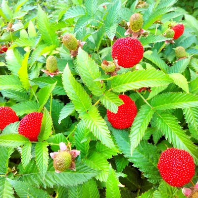 Малина сортовая (Rubus idaeus `Ранняя сладкая`) - Малина - Ягодные  кустарники - Каталог - LESKOVO-PITOMNIK.ru