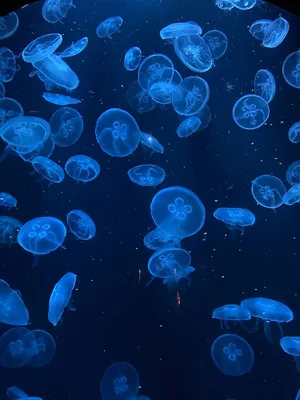 Download \"Jellyfish\" wallpapers for mobile phone, free \"Jellyfish\" HD  pictures