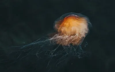 jellyfish wallpaper | Медуза, Эстетика, Морские обои