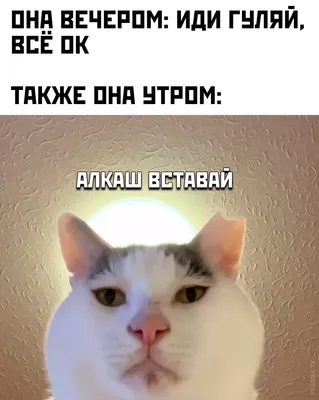 Мемы без надписей｜TikTok Search