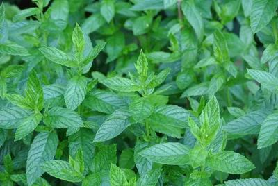 Mentha piperita 'Lemon Fresh', Мята перечная лимонная|landshaft.info