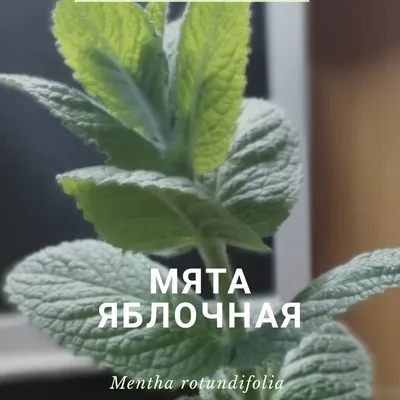 Мята душистая \"Mentha\" купить по цене цена по запросу от питомника саженцев  и растений Центросад | Фото и консультация по уходу