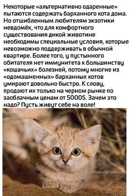 милота :: лапка :: коты / смешные картинки и другие приколы: комиксы, гиф  анимация, видео, лучший интеллектуальный юмор.