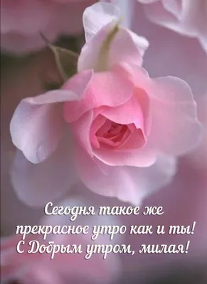 Пин от пользователя Анна на доске Доброе утро | Объятия животных, Милые  котики, Веселые животные