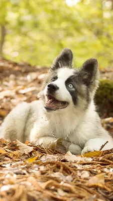 Pin van Дарья Святненко op ❤️красиво | Schattige dieren, Schattigste  dieren, Schattigste honden