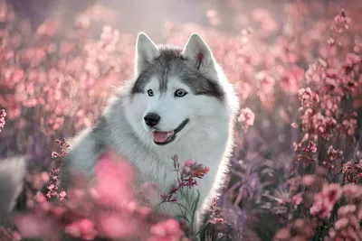 Wallpaper Husky, dog, cute animals, funny, Animals #4455