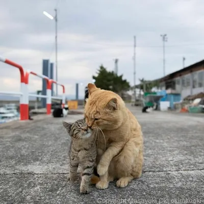 Фото мимимишных уличных котиков, которые озарят ваш день | PhotoWebExpo |  Дзен