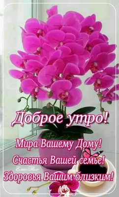 🌹🙏❤️Мира Вашему дому! Доброго утра!🍂☕🍁 14.10.2023💖 | Красивые розы,  Фотогаллерея, Доброе утро