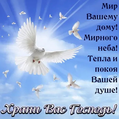 Мир вашему дому! 🙏🕊️🌹 | Мир