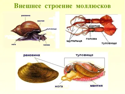 Тип моллюски | Я Учусь | Дзен