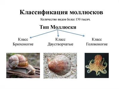 Тип Моллюски. Брюхоногие, Двустворчатые, Головоногие. Биология. |  Владимирский Централ | Дзен