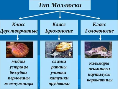 Тип моллюски | Я Учусь | Дзен