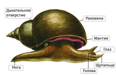 Биологи описали новый род морских брюхоногих моллюсков