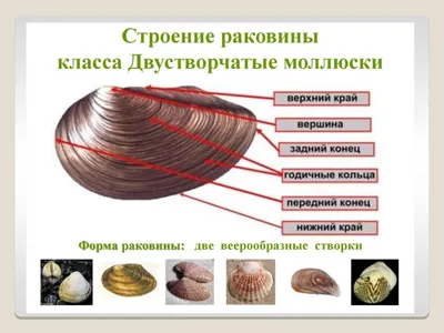 Тип Моллюски • Биология, Животные • Фоксфорд Учебник