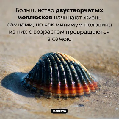 Кто проживает на дне водоема? Моллюски-качки! | Заповедник \"Белогорье\"