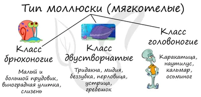 Тип моллюски (мягкотелые), подготовка к ЕГЭ по биологии