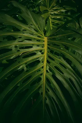 Download \"Monstera\" wallpapers for mobile phone, free \"Monstera\" HD pictures