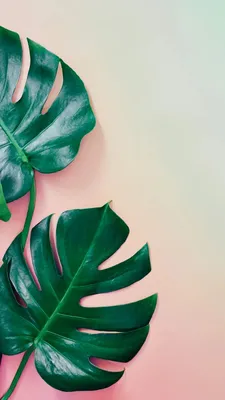 Monstera leaves fun summer iPhone wallpaper! | Cute summer wallpapers, Cute  summer backgrounds, Summer wallpaper