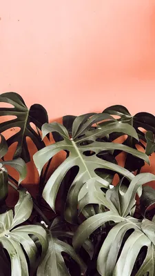 Monstera love! | Plant wallpaper, Tropical wallpaper, Plants