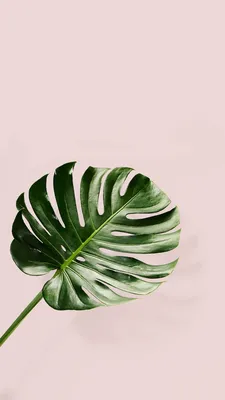 Monstera leaf ✨ Check out my other boards for more wallpapers~ | Fondo de  plantas, Fondos de cuadros, Ideas de fondos de pantalla