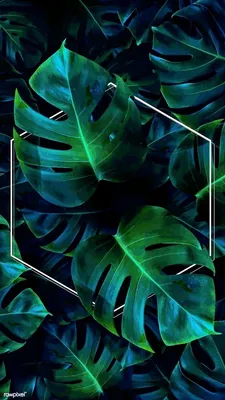 Pin de Rusmitha Riyasa em Monstera | Cenário plano de fundo, Papel de  parede neon, Papel de parede gráfico