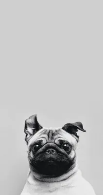 Pin by Marina on Зверь | Dog wallpaper iphone, Pug wallpaper, Dog wallpaper