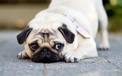 Pin de Nicole Andrea Gene em DOG PHONE WALLPAPERS | Wallpaper pug, Pugs,  Cachorro