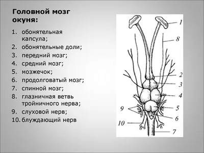 КТ головного мозга в Киеве — цена 900 грн в СДС на КТ головы