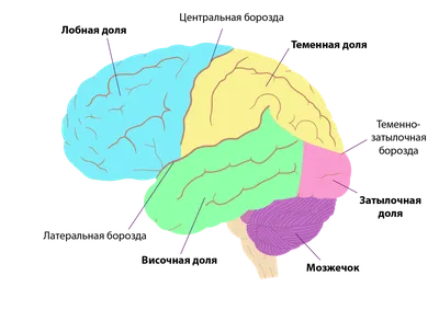 Мозг картинки - 80 фото