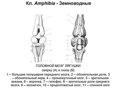 Строение головного мозга человека • Биология, Анатомия и физиология  человека • Фоксфорд Учебник