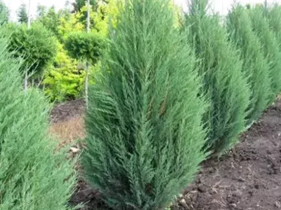 Можжевельник Лайм Глоу С5, (Juniperus Lime Glow) | САД ПОЛТАВИ