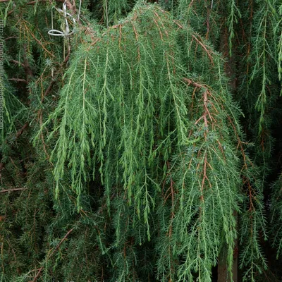 🌱 Можжевельник китайский Stricta по цене от 500 руб: саженцы, крупномеры -  купить в Москве с доставкой - интернет-магазин Все Сорта