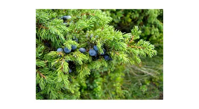 Купить Можжевельник чешуйчатый Блю Карпет Juniperus squamata Blue Carpet -  в питомнике Флорини